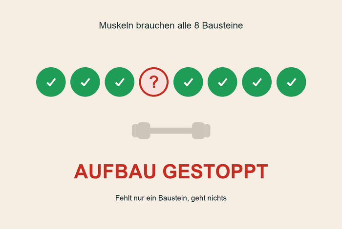 Infografik: Muskeln brauchen alle acht Bausteine, fehlt einer stockt der Aufbau
